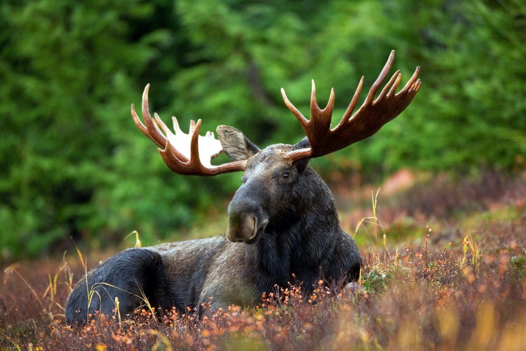 Algonquin Park Camping Moose