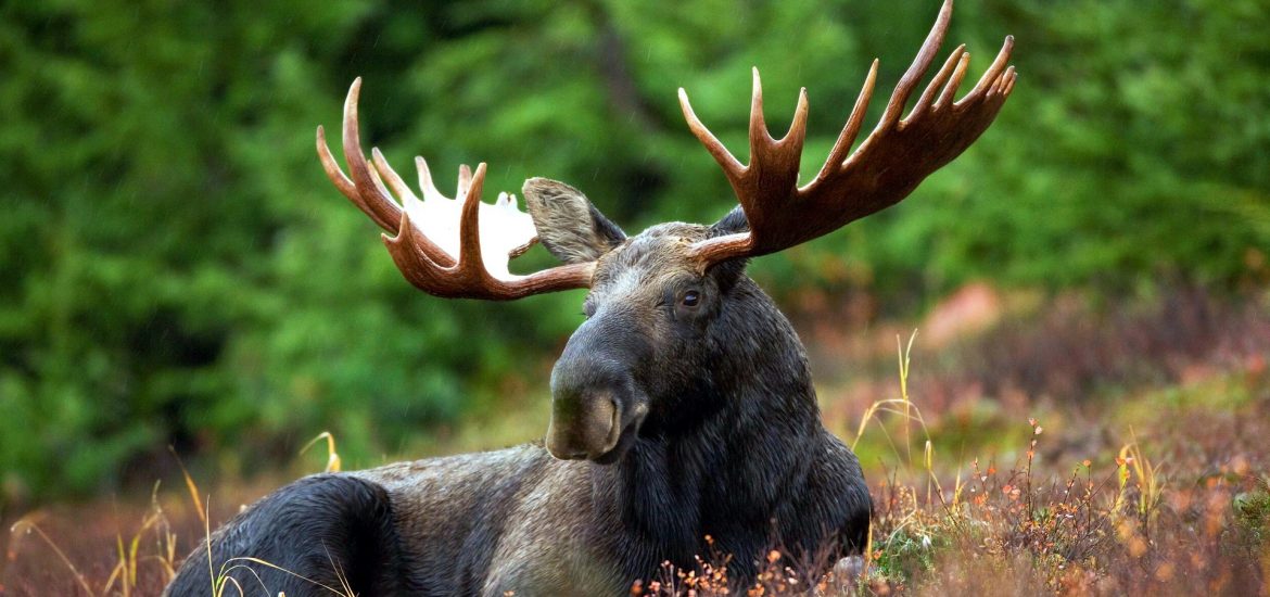 Algonquin Park Camping Moose