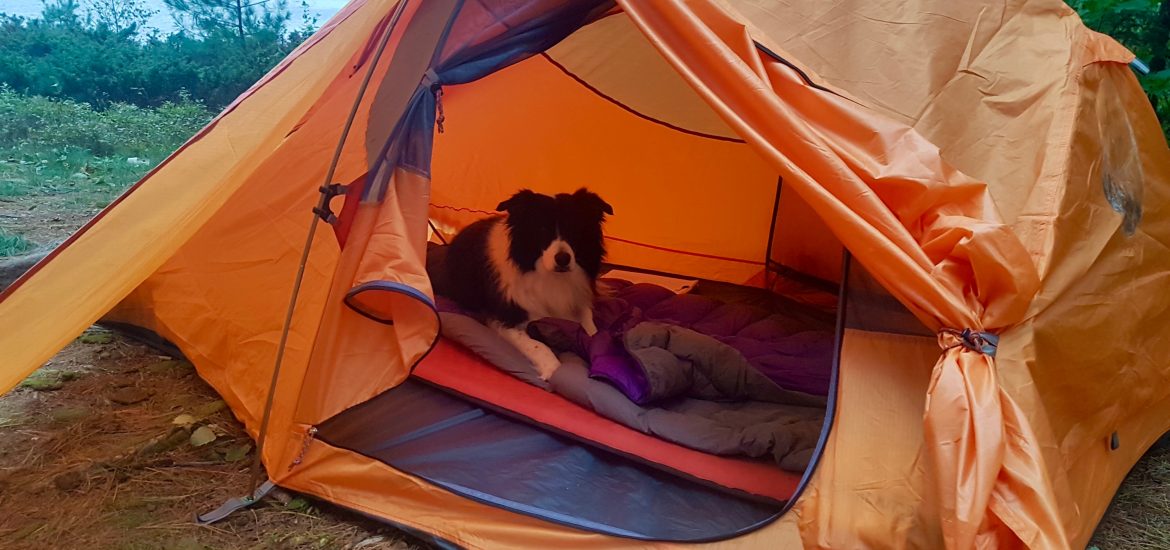 Dog in a tent